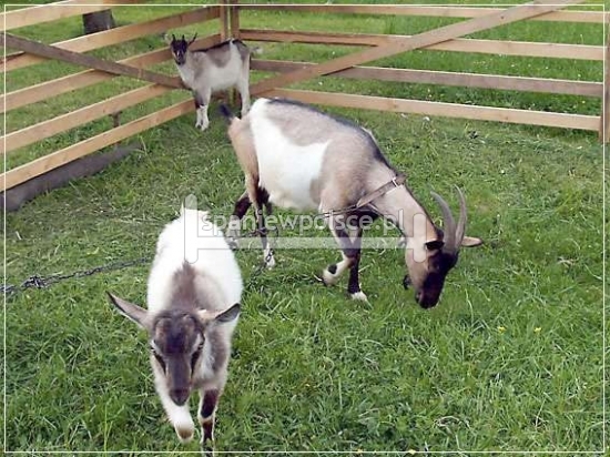 noclegi Pieniny Krościenko
